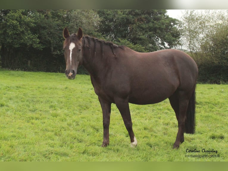 American Quarter Horse Klacz 12 lat 145 cm Izabelowata in Brecon