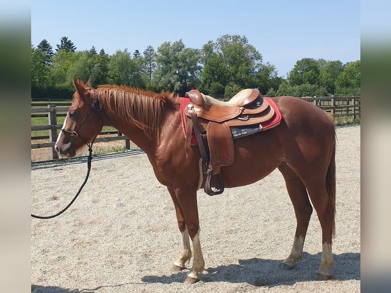 American Quarter Horse Klacz 12 lat 145 cm Izabelowata in Brecon