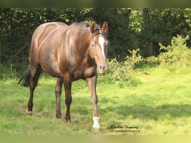 American Quarter Horse Klacz 12 lat 145 cm Izabelowata in Brecon