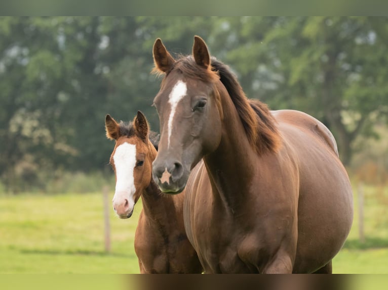 American Quarter Horse Klacz 12 lat 145 cm Izabelowata in Brecon