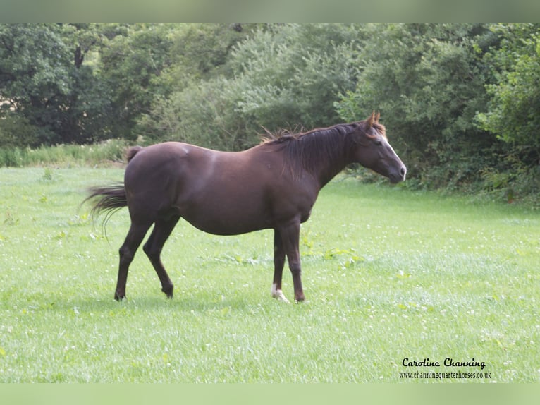 American Quarter Horse Klacz 12 lat 145 cm Izabelowata in Brecon