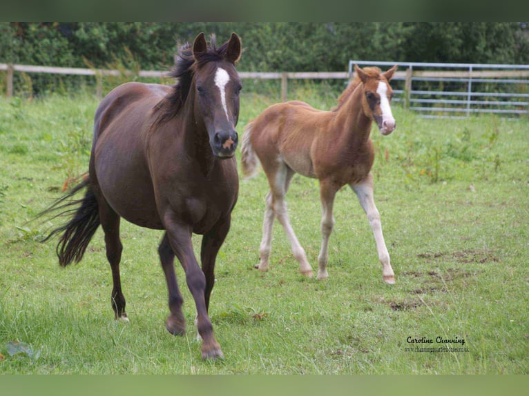 American Quarter Horse Klacz 12 lat 145 cm Izabelowata in Brecon