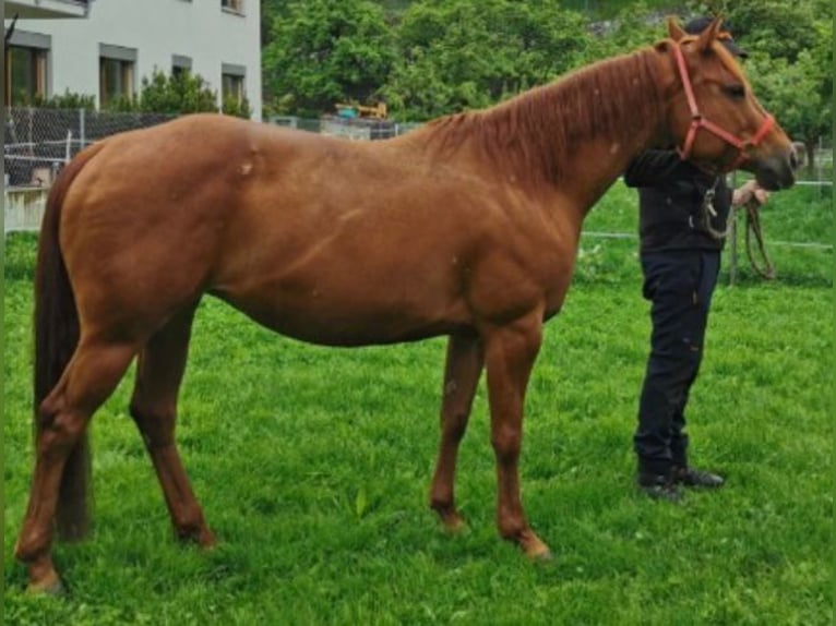 American Quarter Horse Klacz 12 lat 145 cm Kasztanowata in Pressath