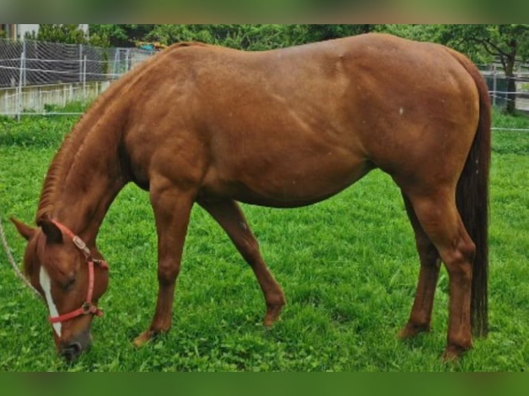 American Quarter Horse Klacz 12 lat 145 cm Kasztanowata in Pressath