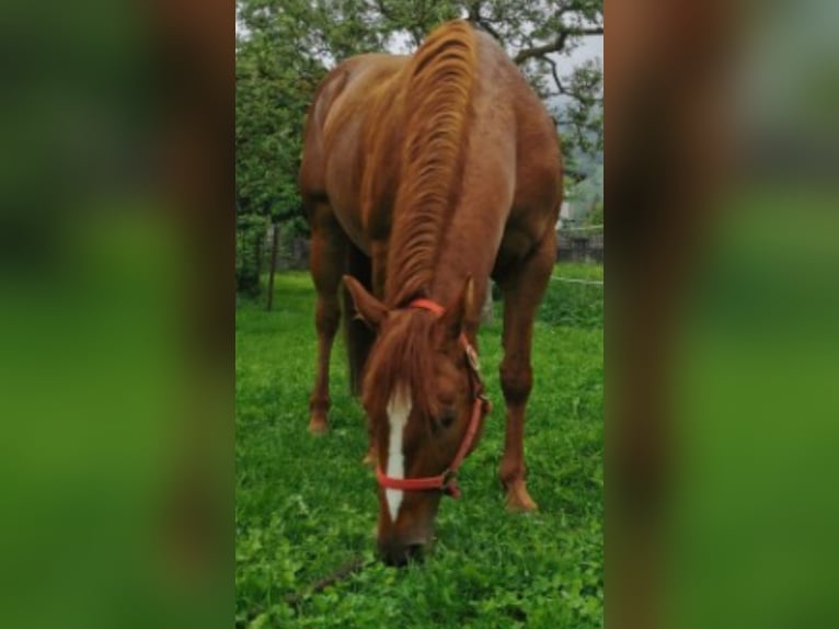 American Quarter Horse Klacz 12 lat 145 cm Kasztanowata in Pressath