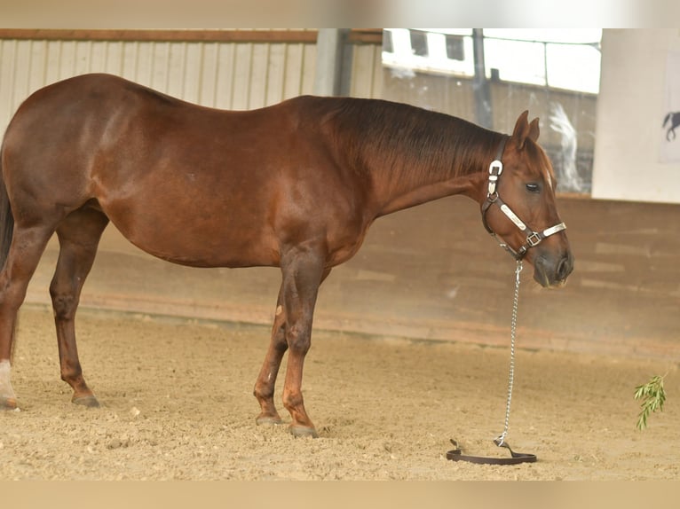 American Quarter Horse Klacz 12 lat 146 cm Ciemnokasztanowata in Geilenkirchen