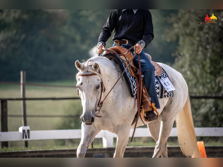 American Quarter Horse Klacz 12 lat 146 cm Siwa w hreczce in Illingen
