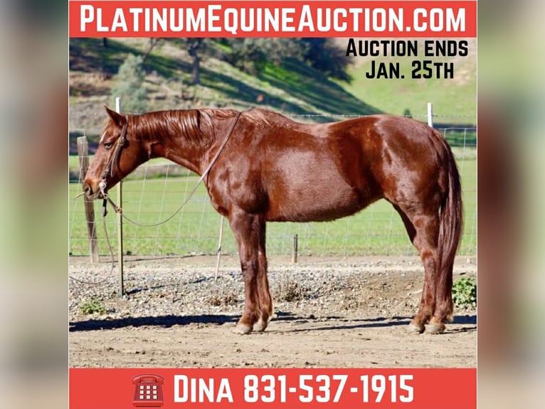 American Quarter Horse Klacz 12 lat 147 cm Ciemnokasztanowata in Paicines CA