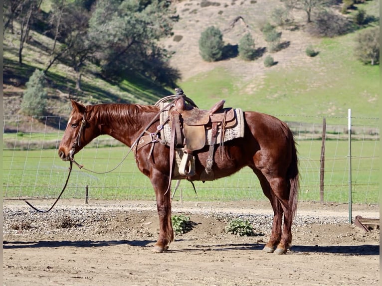 American Quarter Horse Klacz 12 lat 147 cm Ciemnokasztanowata in Paicines CA