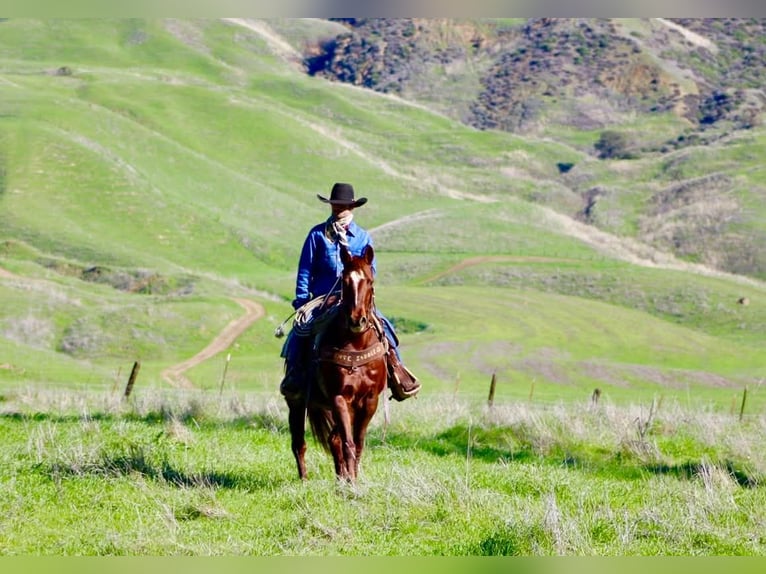 American Quarter Horse Klacz 12 lat 147 cm Ciemnokasztanowata in Paicines CA