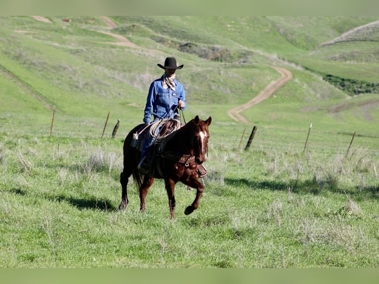 American Quarter Horse Klacz 12 lat 147 cm Ciemnokasztanowata in Paicines CA