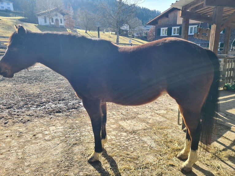 American Quarter Horse Klacz 12 lat 149 cm Ciemnogniada in Sulzberg