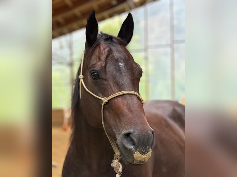 American Quarter Horse Klacz 12 lat 150 cm Gniada in T&#xFC;rtschSonntag
