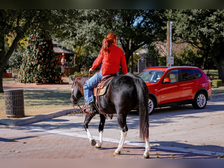 American Quarter Horse Klacz 12 lat 150 cm Kara in Forney
