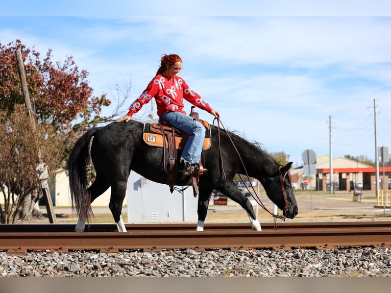 American Quarter Horse Klacz 12 lat 150 cm Kara in Forney