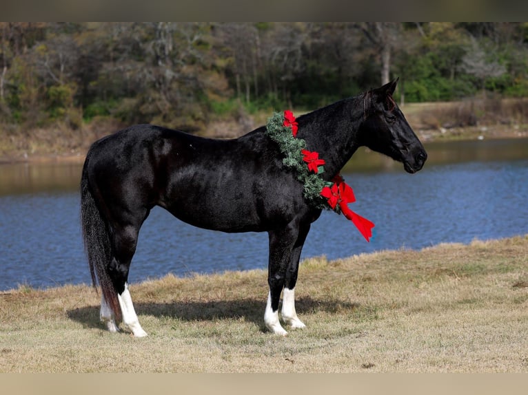 American Quarter Horse Klacz 12 lat 150 cm Kara in Forney