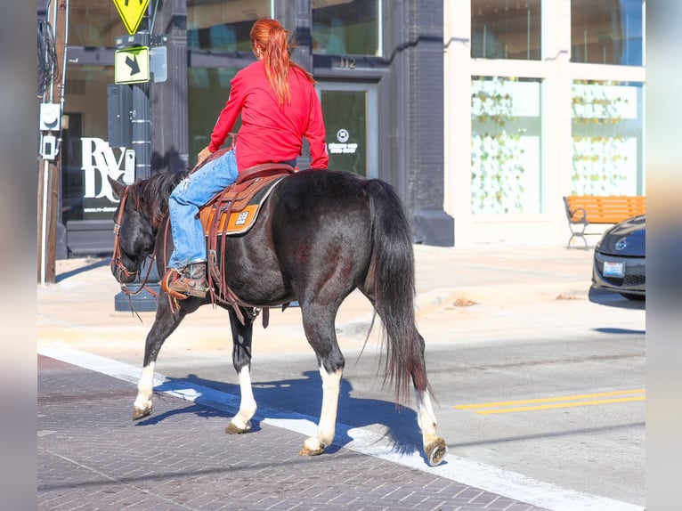 American Quarter Horse Klacz 12 lat 150 cm Kara in Forney