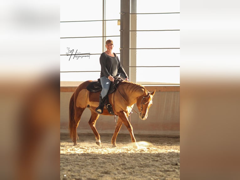 American Quarter Horse Klacz 12 lat 150 cm Kasztanowata in Nidderau