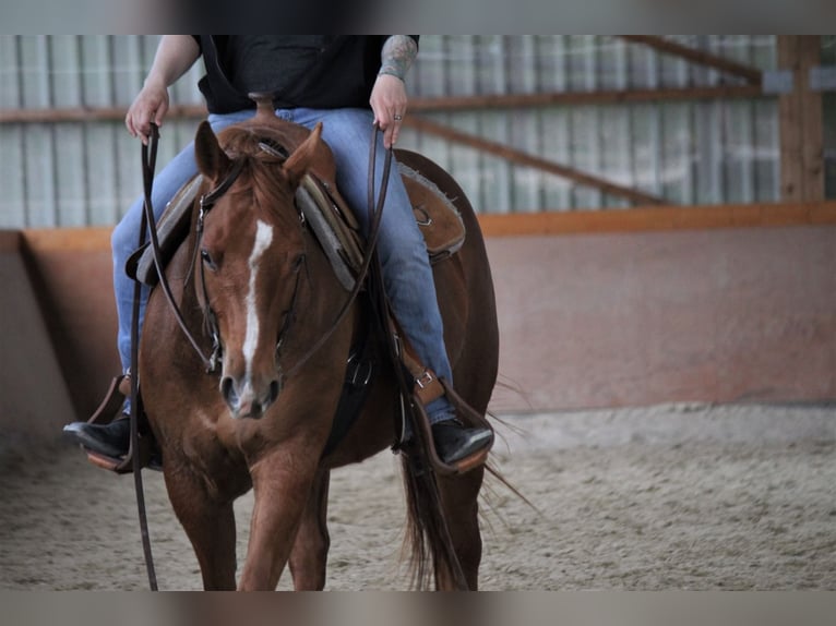 American Quarter Horse Klacz 12 lat 150 cm Kasztanowata in Nidderau