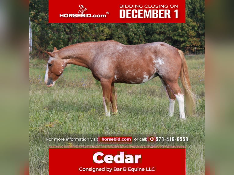 American Quarter Horse Mix Klacz 12 lat 150 cm Kasztanowatodereszowata in Owensville