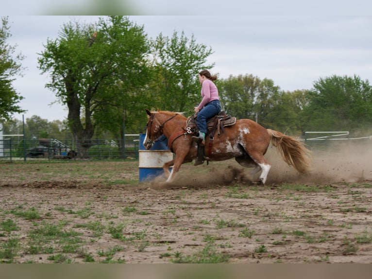 American Quarter Horse Mix Klacz 12 lat 150 cm Sabino in Owensville