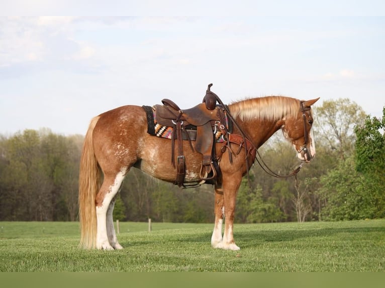 American Quarter Horse Mix Klacz 12 lat 150 cm Sabino in Owensville