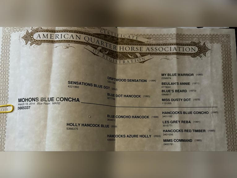 American Quarter Horse Klacz 12 lat 150 cm Siwa in Camp Verde AZ