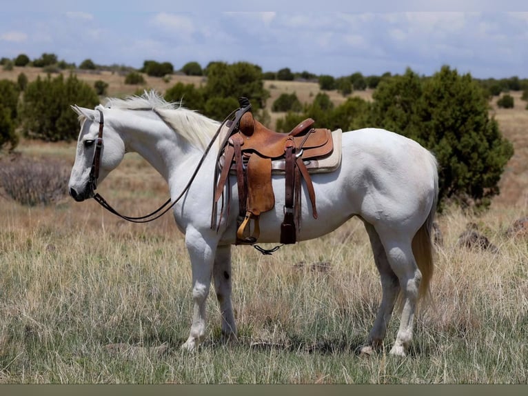 American Quarter Horse Klacz 12 lat 150 cm Siwa in Cottonwood AZ