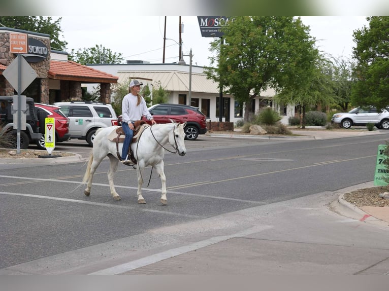 American Quarter Horse Klacz 12 lat 150 cm Siwa in Cottonwood AZ