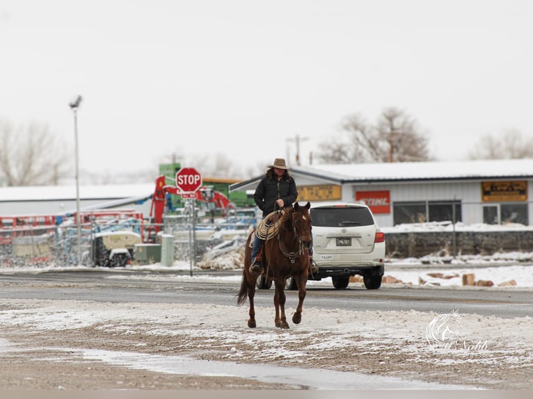 American Quarter Horse Klacz 12 lat 152 cm Ciemnokasztanowata in Cody, WY