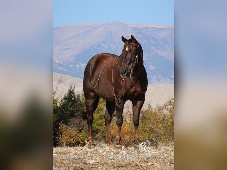 American Quarter Horse Klacz 12 lat 152 cm Ciemnokasztanowata in Cody, WY