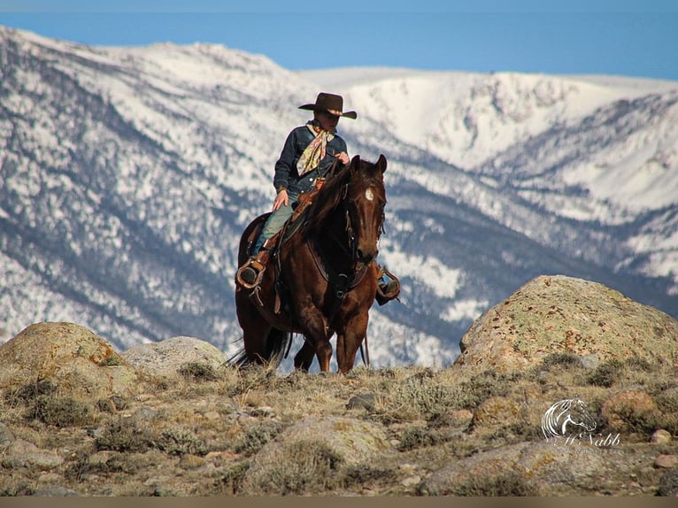 American Quarter Horse Klacz 12 lat 152 cm Ciemnokasztanowata in Cody, WY