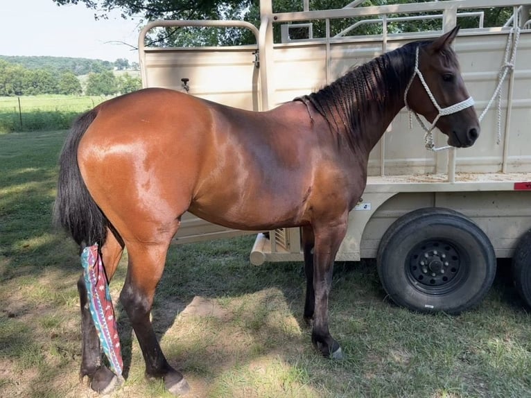 American Quarter Horse Klacz 12 lat 152 cm Gniada in Ocala,Florida