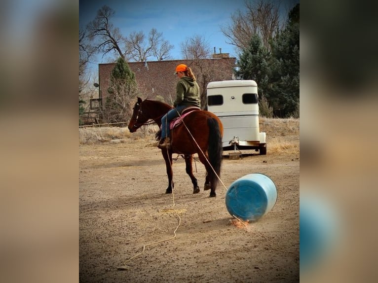 American Quarter Horse Klacz 12 lat 152 cm Gniada in Fort Collins