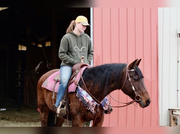 American Quarter Horse Klacz 12 lat 152 cm Gniada in Fort Collins