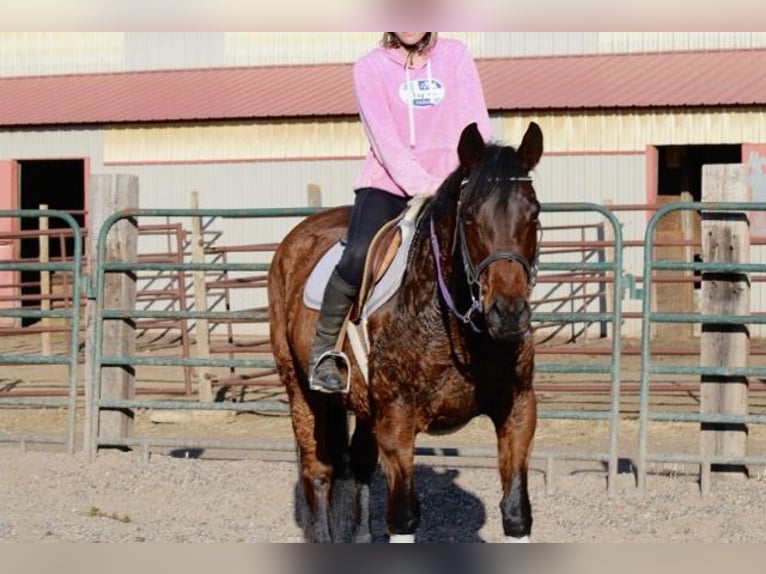 American Quarter Horse Klacz 12 lat 152 cm Gniada in Fort Collins