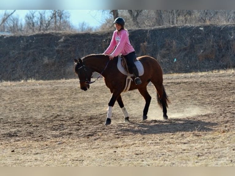 American Quarter Horse Klacz 12 lat 152 cm Gniada in Fort Collins