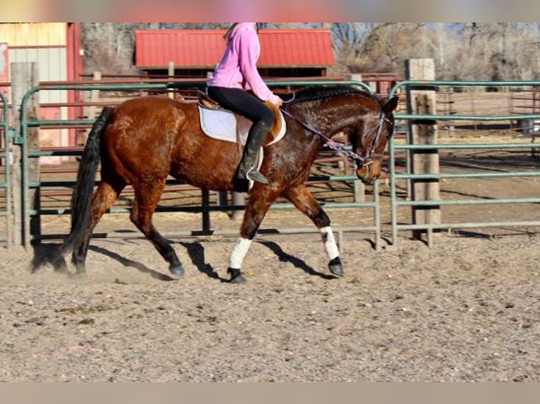 American Quarter Horse Klacz 12 lat 152 cm Gniada in Fort Collins