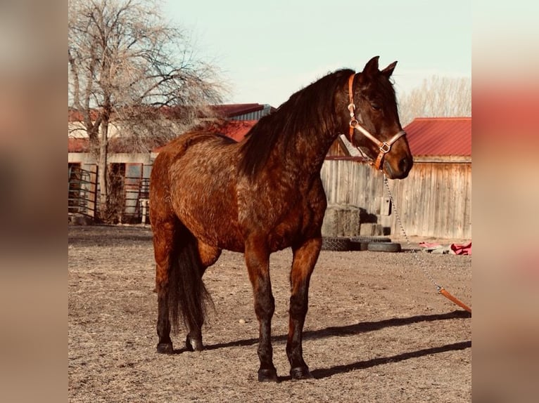 American Quarter Horse Klacz 12 lat 152 cm Gniada in Fort Collins