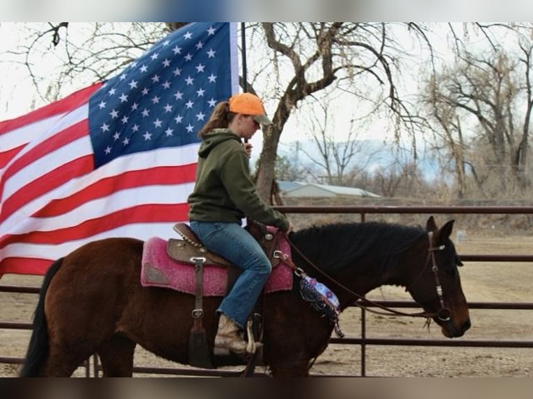 American Quarter Horse Klacz 12 lat 152 cm Gniada in Fort Collins