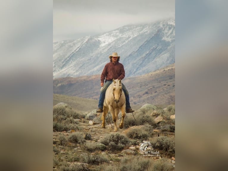American Quarter Horse Klacz 12 lat 152 cm Izabelowata in Cody, WY