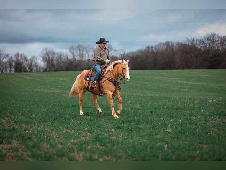 American Quarter Horse Klacz 12 lat 152 cm Izabelowata in Santa Fe
