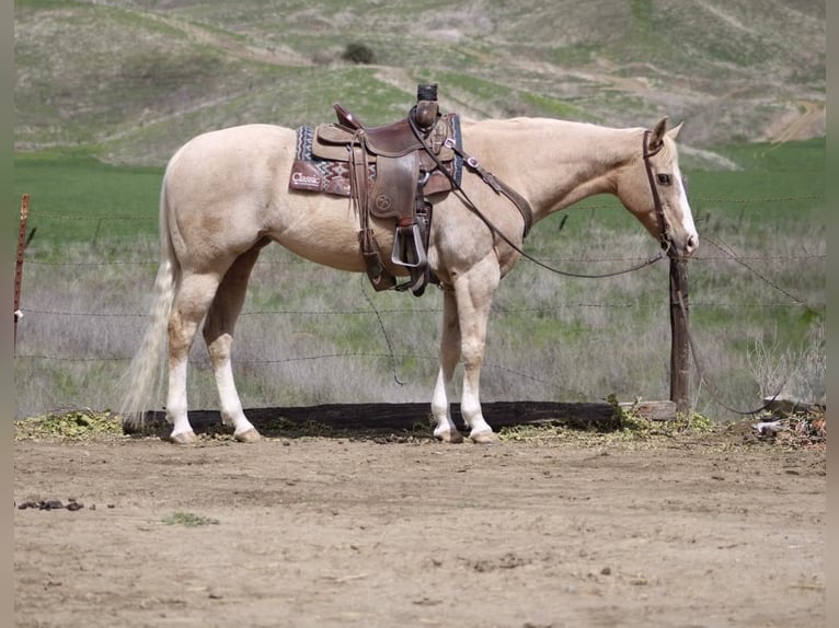 American Quarter Horse Klacz 12 lat 152 cm Izabelowata in Paicines CA