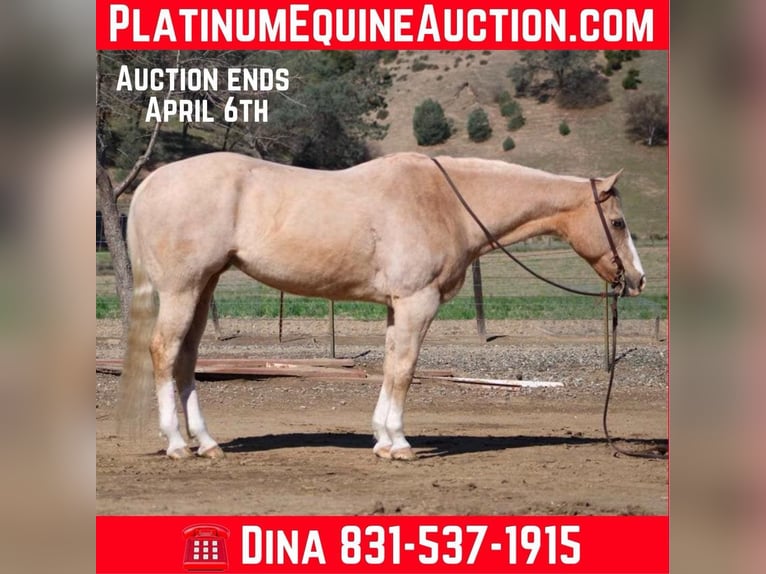 American Quarter Horse Klacz 12 lat 152 cm Izabelowata in Paicines CA