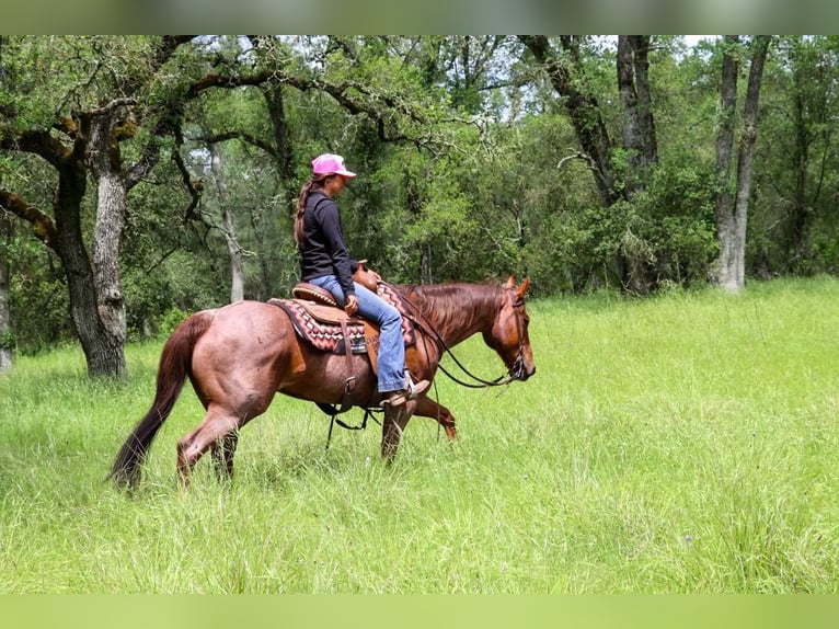 American Quarter Horse Klacz 12 lat 152 cm Kasztanowatodereszowata in Pleasant Grove CA