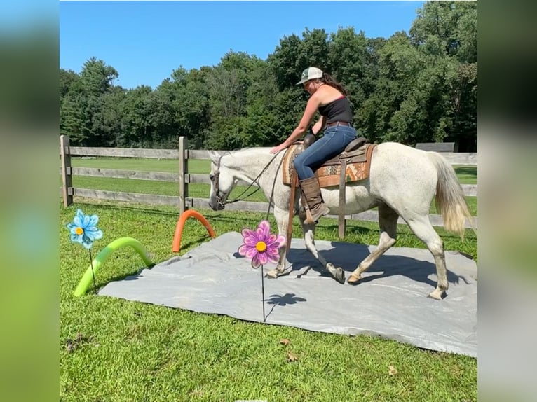 American Quarter Horse Klacz 12 lat 152 cm Siwa in Granby, CT