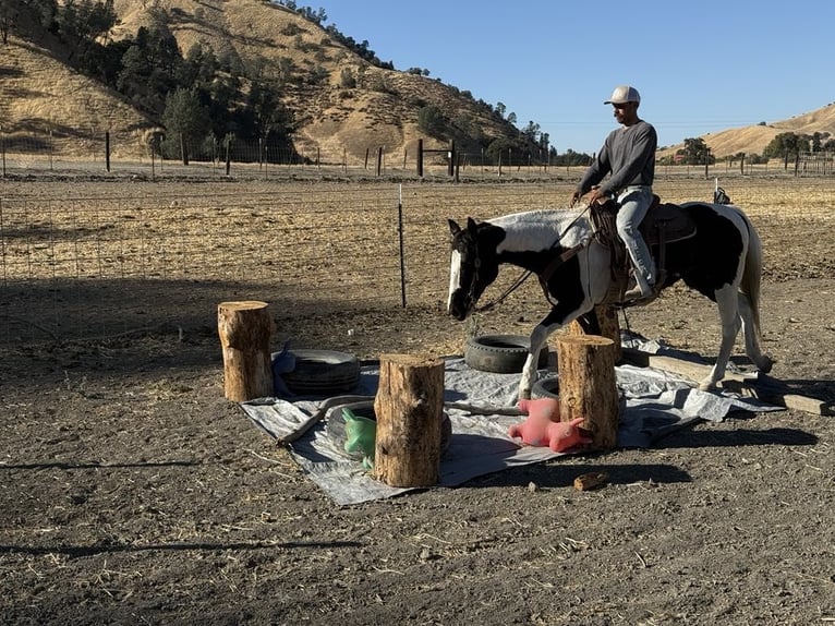 American Quarter Horse Klacz 12 lat 152 cm Tobiano wszelkich maści in Paicines CA