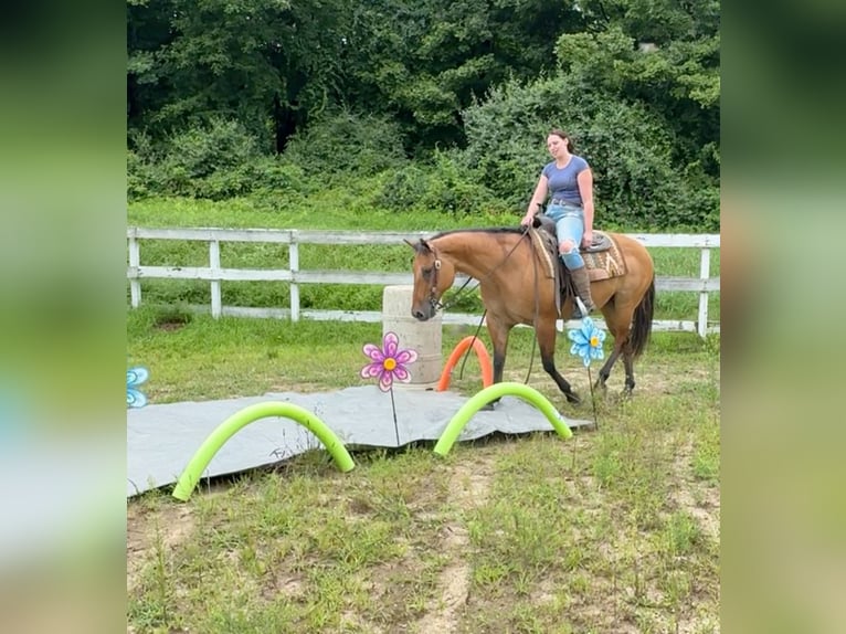 American Quarter Horse Klacz 12 lat 155 cm Bułana in Granby, CT