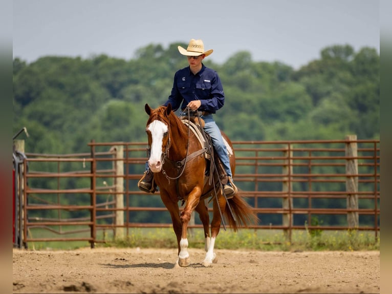 American Quarter Horse Klacz 12 lat 155 cm Kasztanowatodereszowata in Auburn, KY