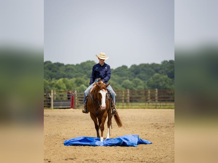 American Quarter Horse Klacz 12 lat 155 cm Kasztanowatodereszowata in Auburn, KY